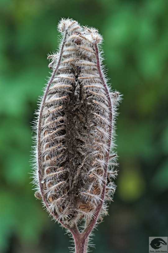  MG 3536 welke Blumen